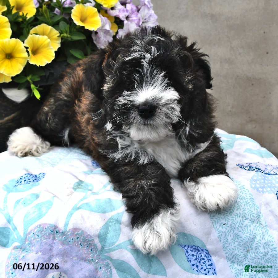 Mini Aussiedoodle dogs Tinker - Ad 2