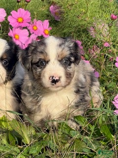 Miniature Australian Shepherd dogs Manley - Ad 38