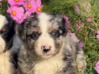 Miniature Australian Shepherd dogs Manley - Ad 40