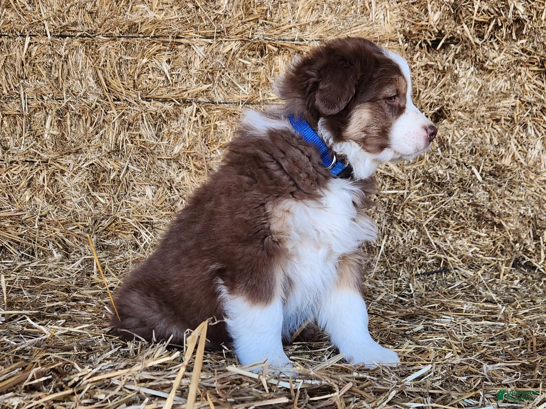 Mixed Breed dogs for sale: Balto - Ad 2