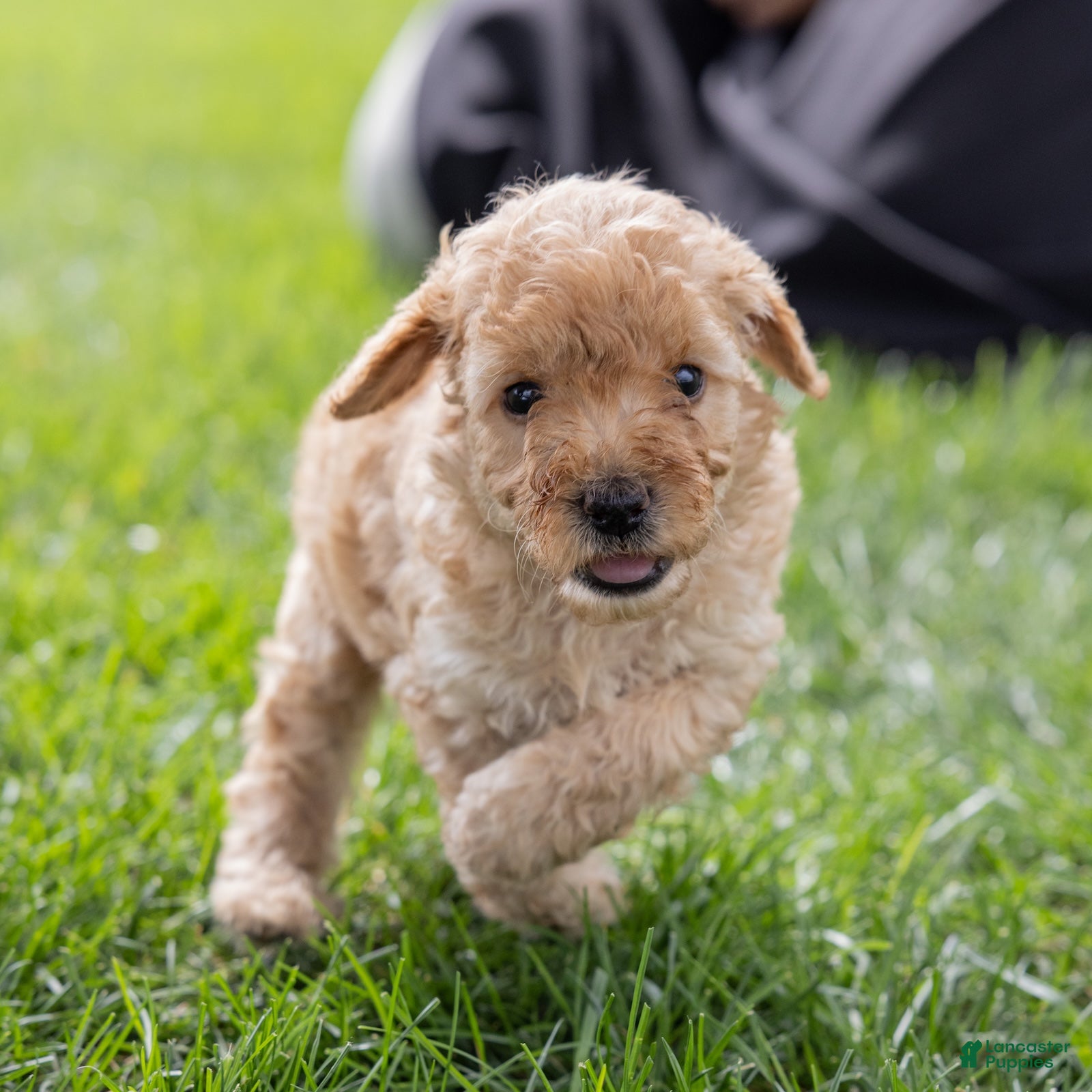 Toy Poodle dogs Ginger  - Ad 2