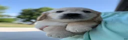 Golden Retriever dogs for sale: Gigi - Ad 22