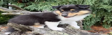 BREEDER'S CHOICE - LIBERTY - AKC COLLIE PUPPY
