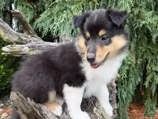 Collie dogs BREEDER'S CHOICE - LIBERTY - AKC COLLIE PUPPY - Ad 17