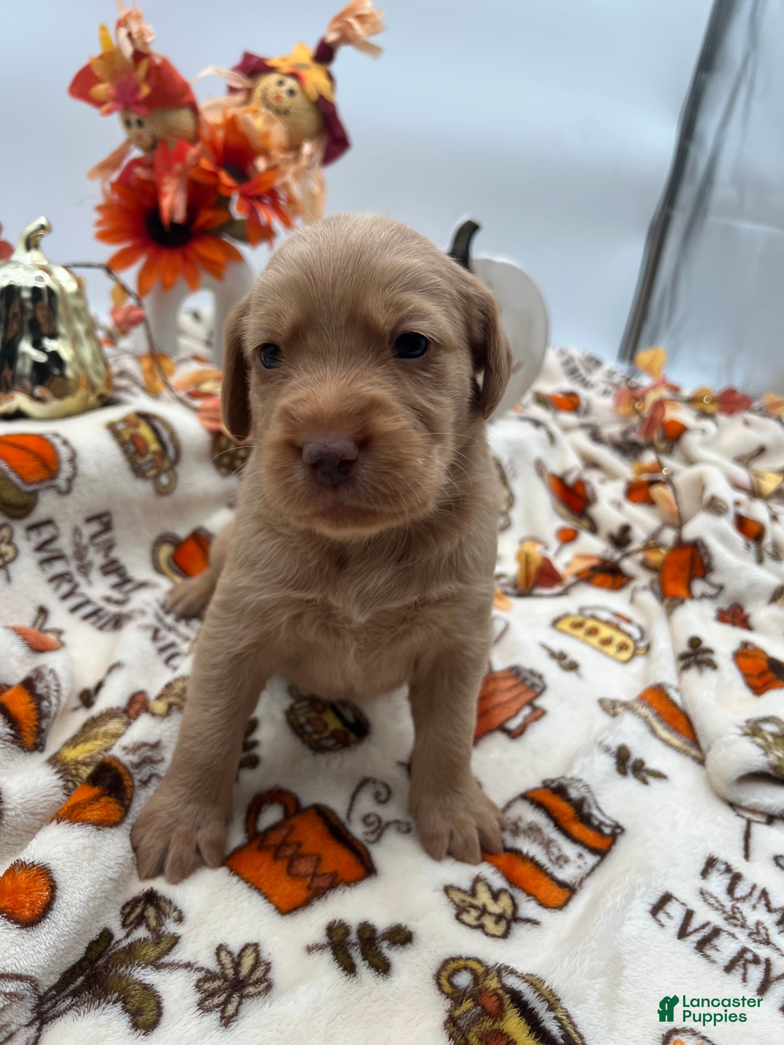 Labradoodle dogs Spirit  - Ad 2