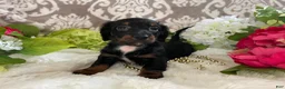 Miniature Dachshund dogs for sale: Kira - Ad 7