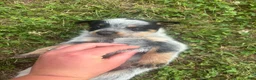 Australian Cattle Dog dogs for sale: Larry - Ad 4