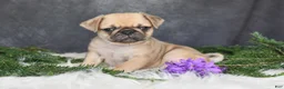 Pug dogs for sale: Jaci - Ad 1