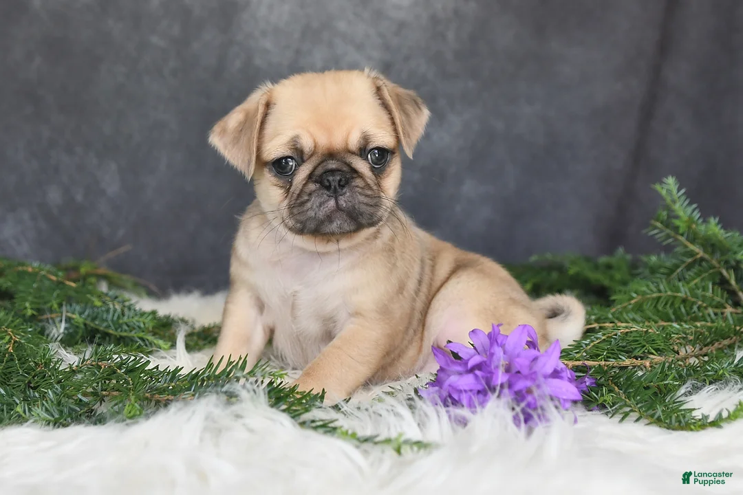 Pug dogs for sale: Jaci - Ad 1