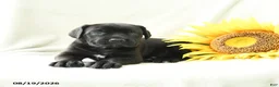 Cane Corso dogs for sale: Bunny - Ad 3