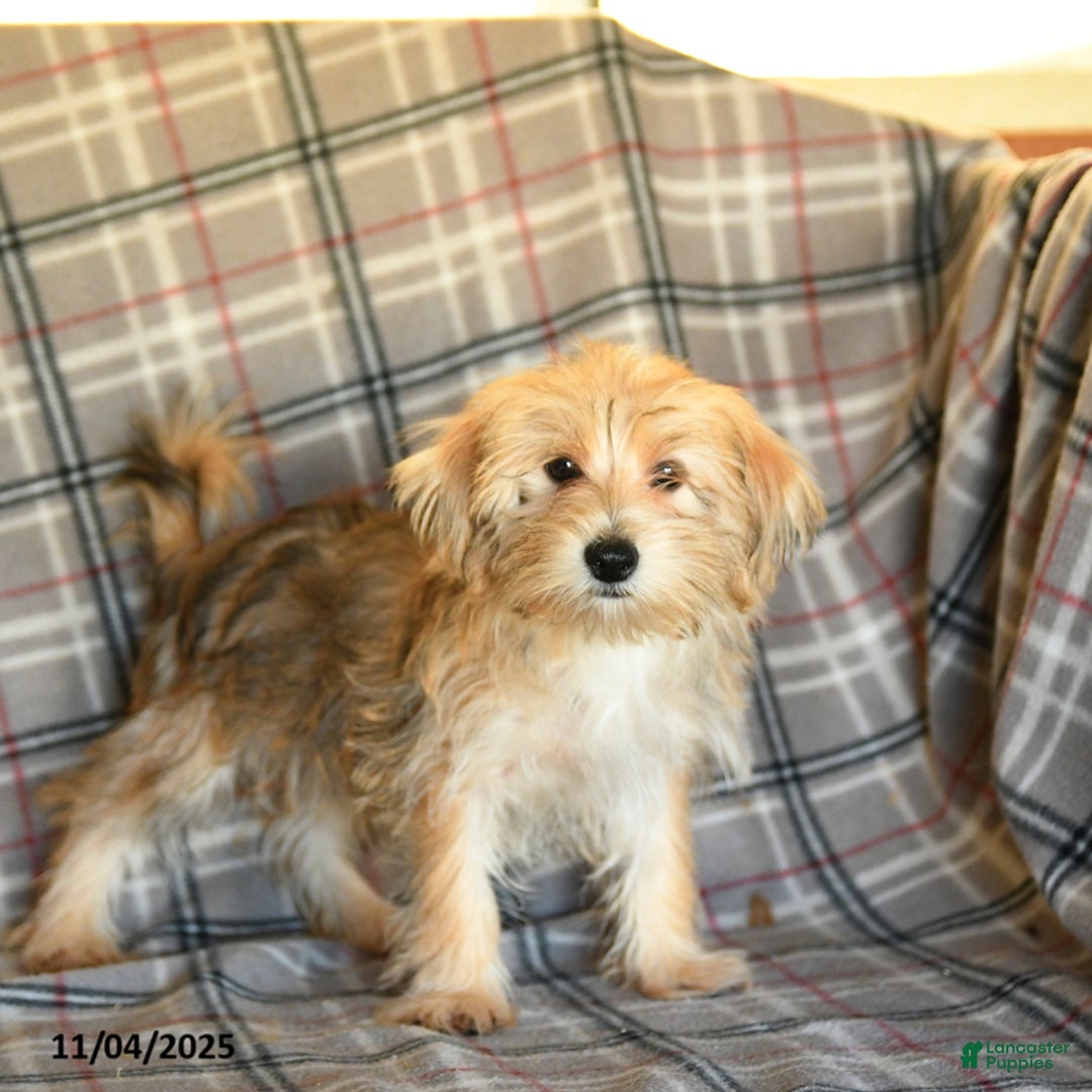Morkie dogs for sale: Vinnie - Ad 19