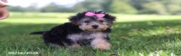 Yochon dogs for sale: Lilac - Ad 4