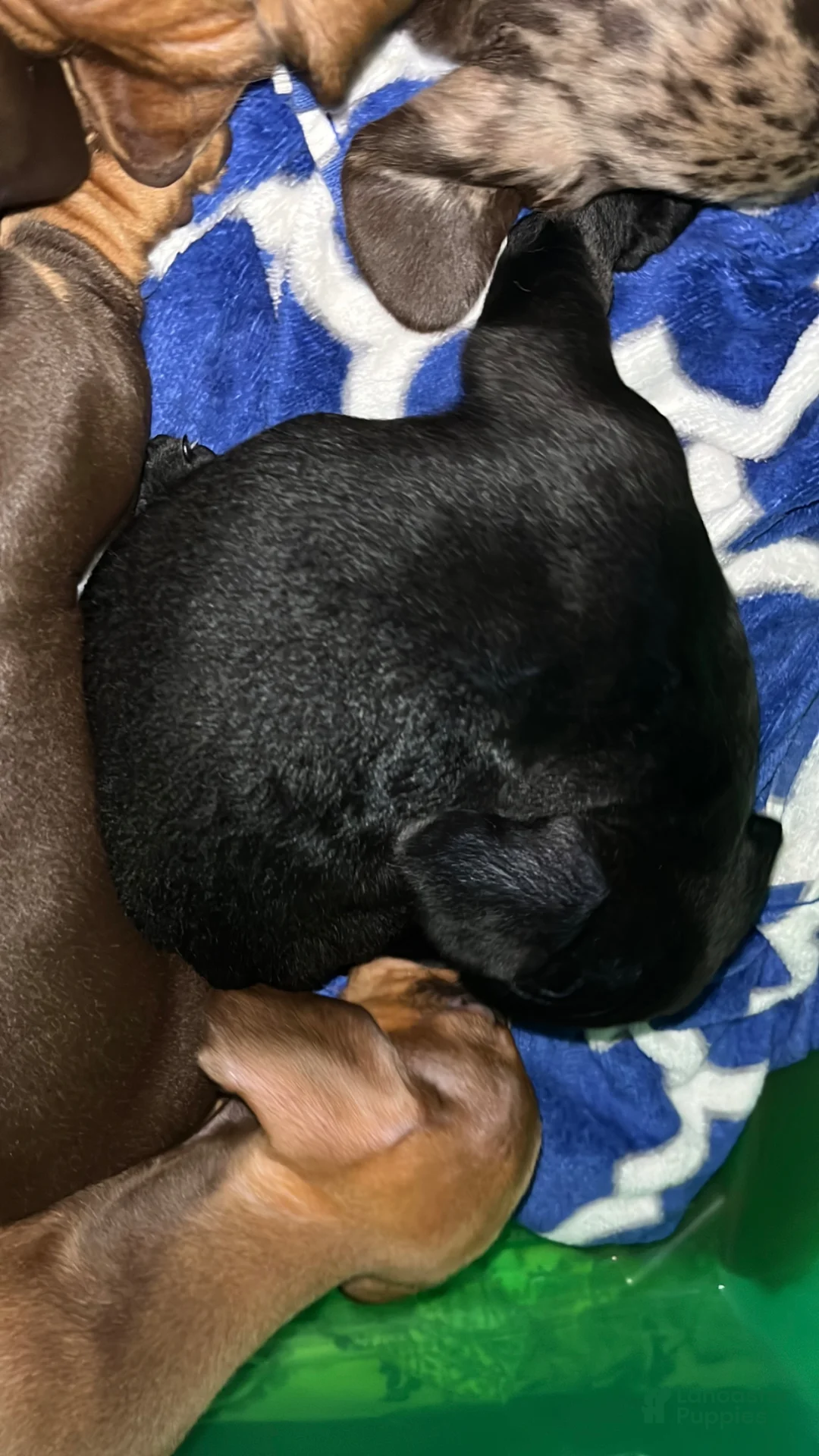 Dachshund dogs for sale: Dachshund Puppy 1 - Ad 8