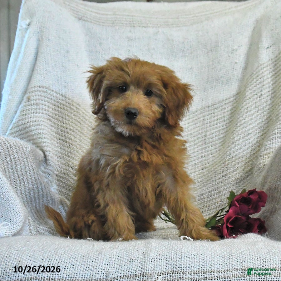 Mini Goldendoodle dogs for sale: Jared - Ad 1