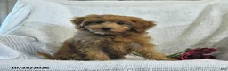 Mini Goldendoodle dogs for sale: Jared - Ad 1