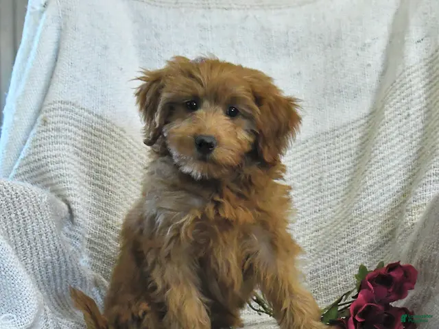 Mini Goldendoodle dogs for sale: Jared - Ad 1