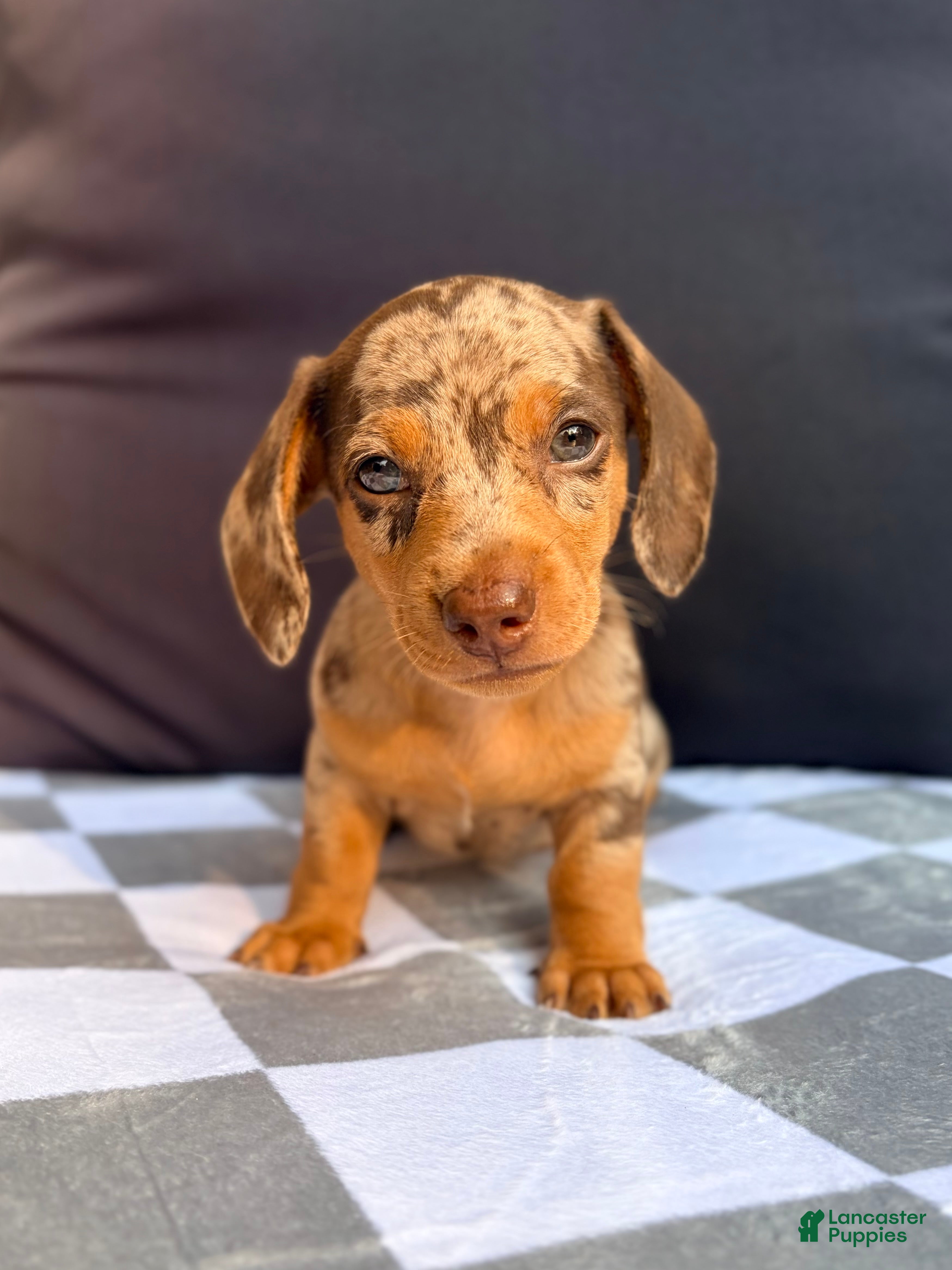 Miniature Dachshund dogs Miniature Dachshund 3- Cookie - Ad 1