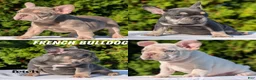 French Bulldog dogs for sale: Lando - Ad 12
