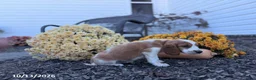 Welsh Springer Spaniel dogs for sale: Luna - Ad 18