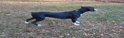 Boxer dogs for sale: Boxer Puppy 1 - Ad 6