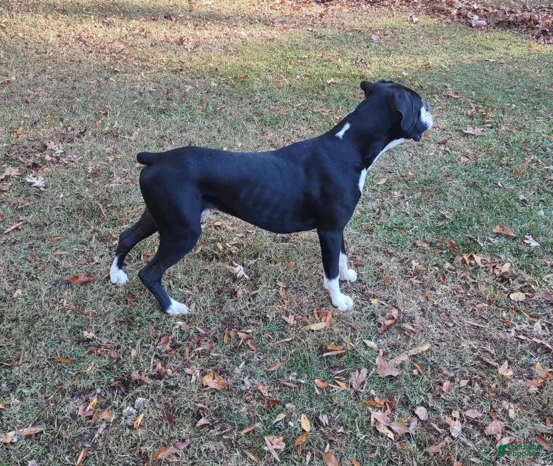 Boxer dogs for sale: Boxer Puppy 1 - Ad 6