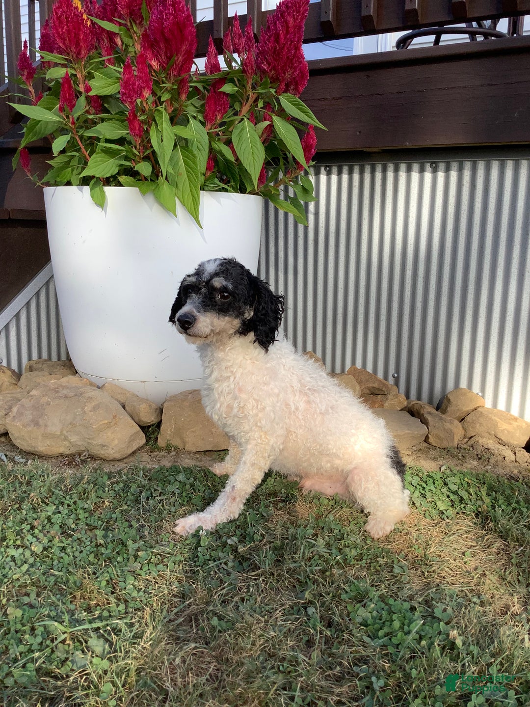 Cavapoo dogs for sale: Maverick - Ad 3