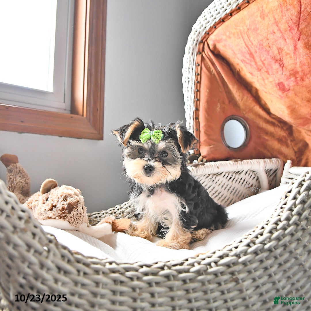 Morkie dogs for sale: Amber - Ad 8