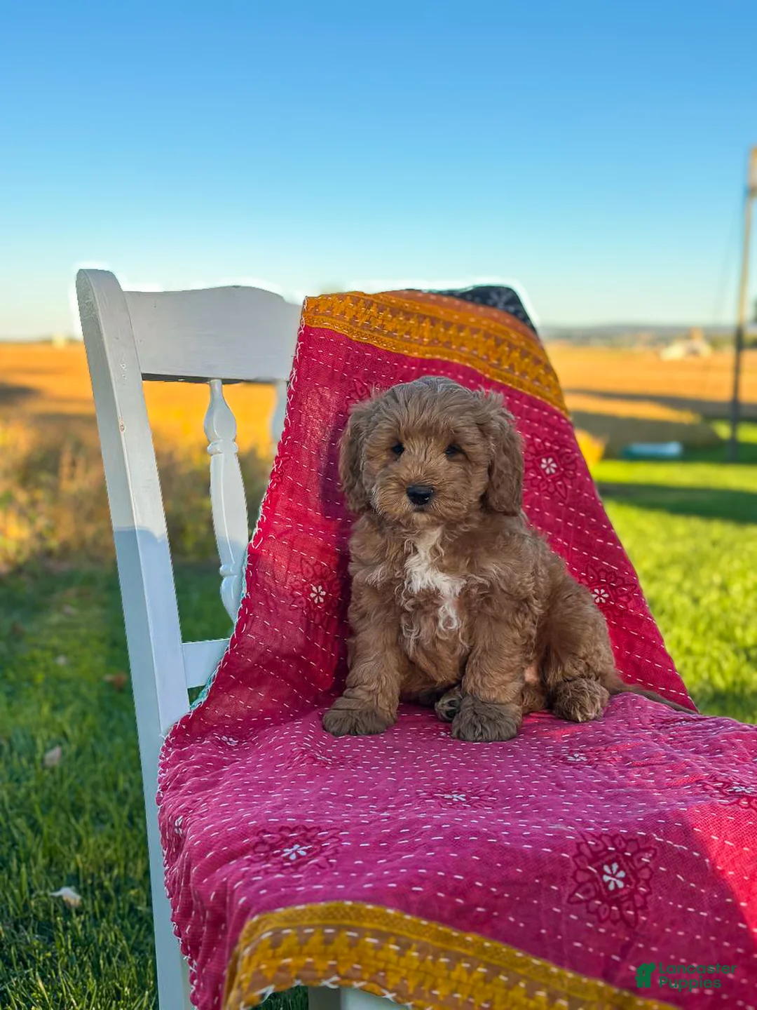 Mini Goldendoodle dogs for sale: Bandit - Ad 1