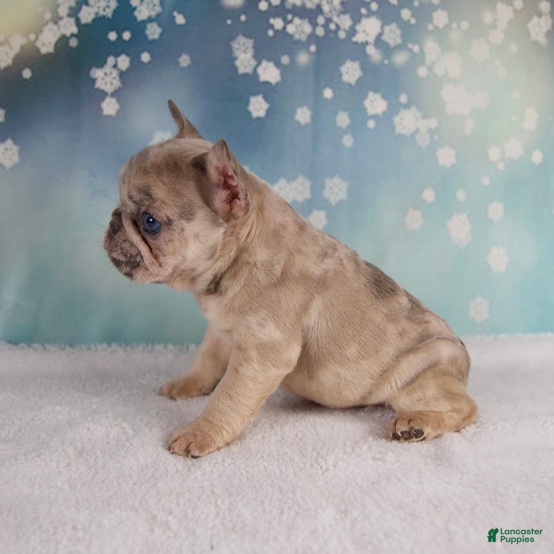 French Bulldog dogs for sale: Macy - Ad 5