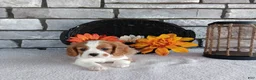 Cavalier King Charles Spaniel dogs for sale: Smokey  - Ad 3