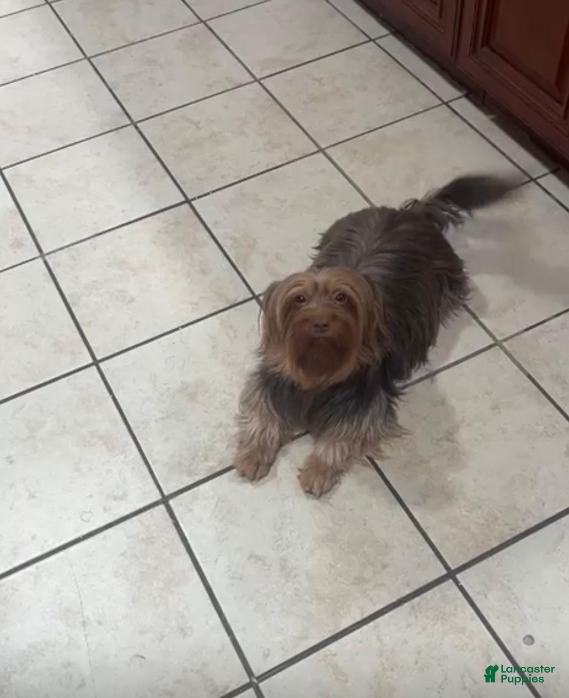 Yorkshire Terrier dogs Yorkshire Terrier 6 - Ad 2