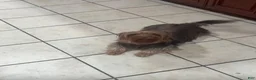 Yorkshire Terrier dogs for sale: Yorkshire Terrier 6 - Ad 2