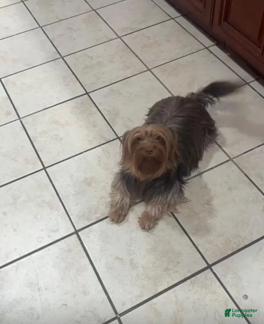 Yorkshire Terrier dogs for sale: Yorkshire Terrier 6 - Ad 2