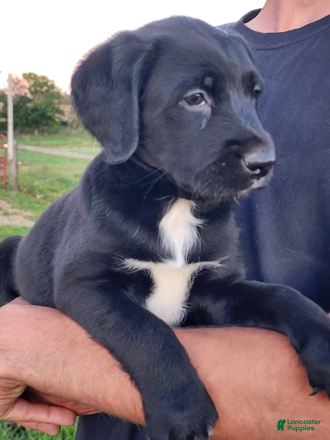 Labrador Retriever dogs for sale: Sadie  - Ad 1