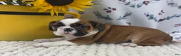 English Bulldog dogs for sale: Laina  - Ad 4