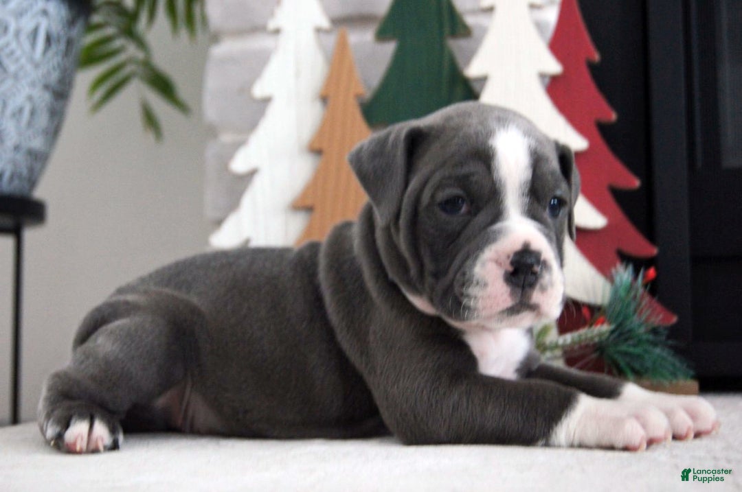 Olde English Bulldogge dogs for sale: Pepsi - Ad 8