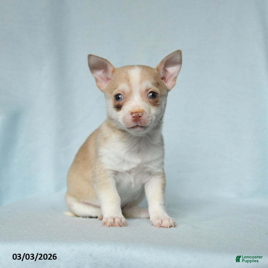 Chihuahua dogs Candy - Ad 2