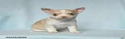 Chihuahua dogs for sale: Candy - Ad 2