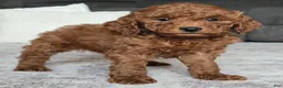 Miniature Poodle dogs for sale: Cooper - Ad 6