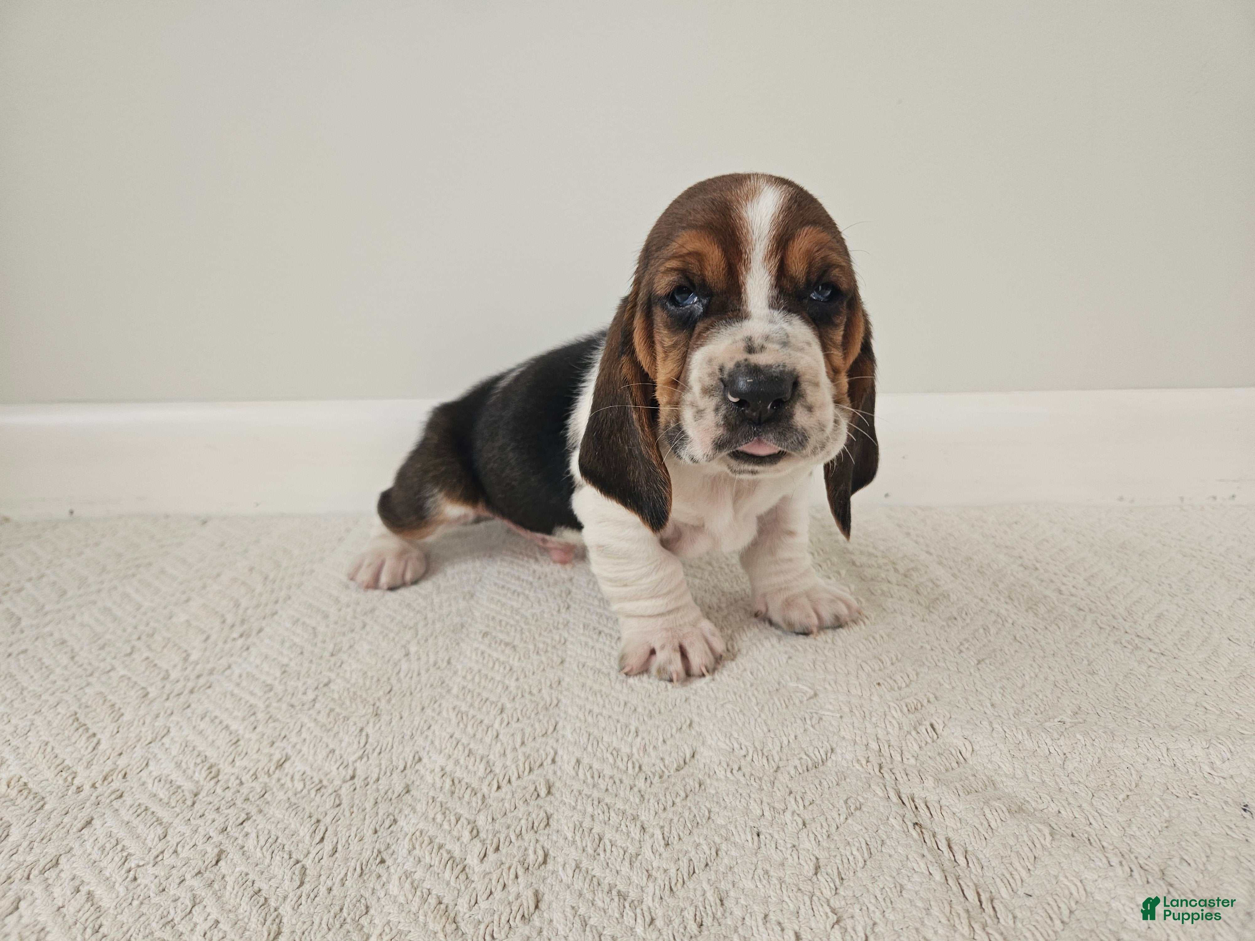 Basset Hound dogs Baxter - Ad 2