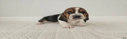 Basset Hound dogs for sale: Baxter - Ad 2