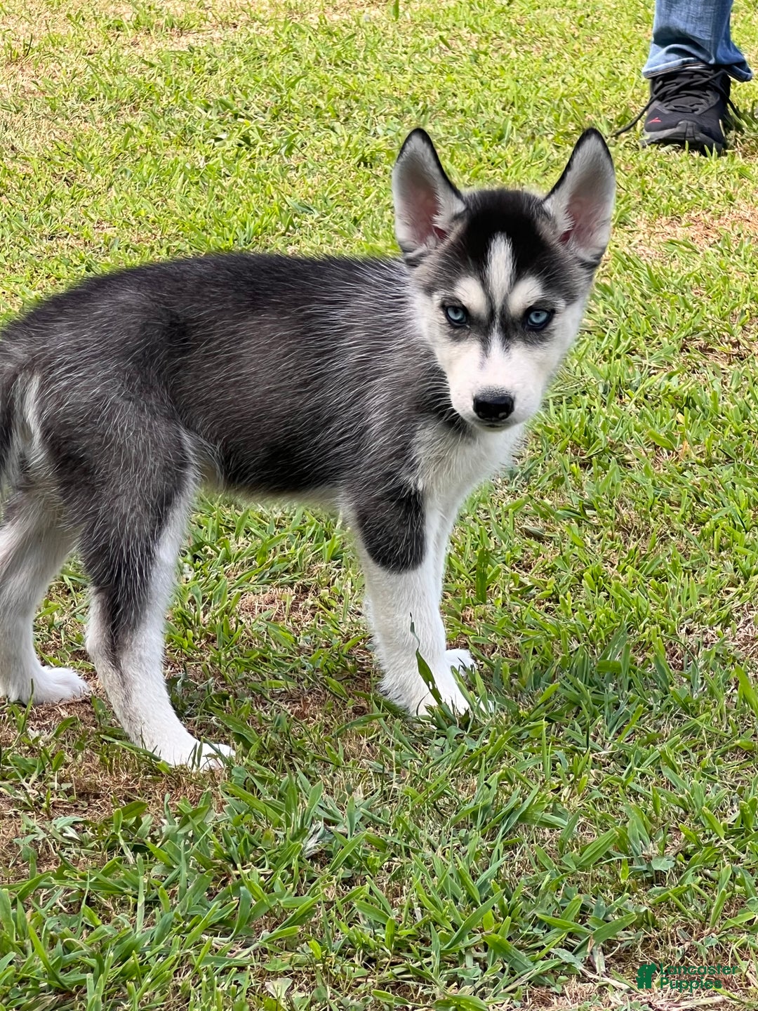 Siberian Husky Puppy for sale in Beaver Springs Lancaster Puppies
