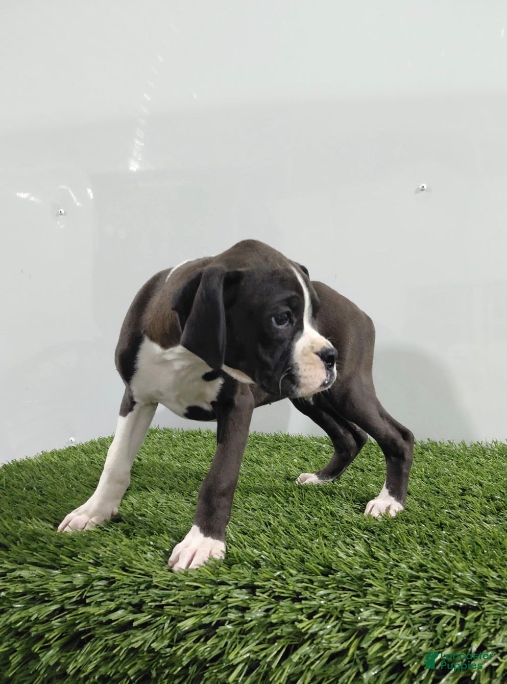 Boxer dogs for sale: Jana - Ad 2