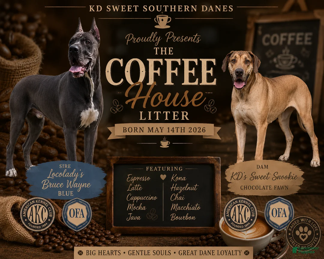 Great Dane dogs for sale: Java - Ad 8