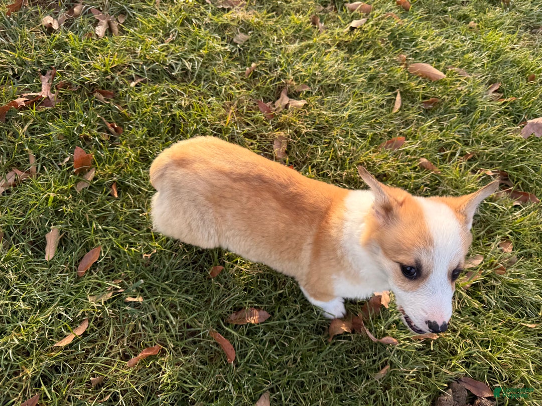 Welsh Corgi Pembroke dogs for sale: Tucker - Ad 10
