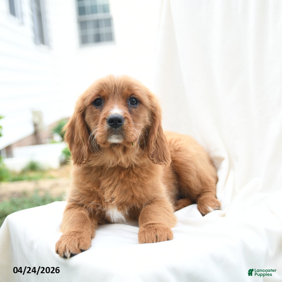 Miniature Golden Retriever dogs Jason - Ad 2