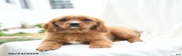 Miniature Golden Retriever dogs for sale: Jason - Ad 2