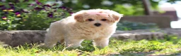 Maltipoo dogs for sale: Penny - Ad 8