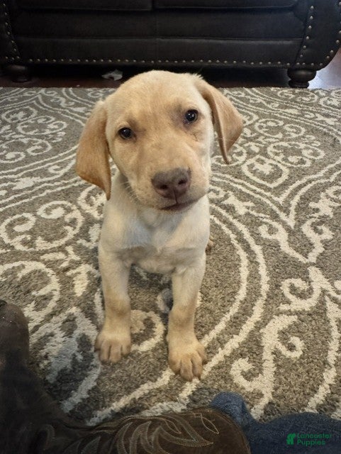 Labrador Retriever dogs Purple Collar Female - Ad 28