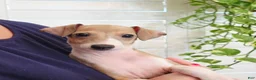 Italian Greyhound dogs for sale: Shiloh - Ad 6